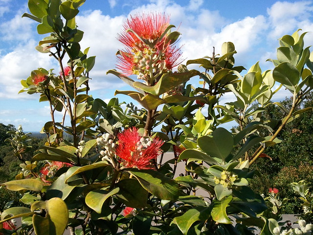 Nz Christmas Bush