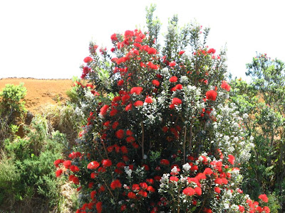 Nz Christmas Bush