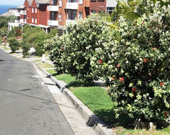 Nz Christmas Bush