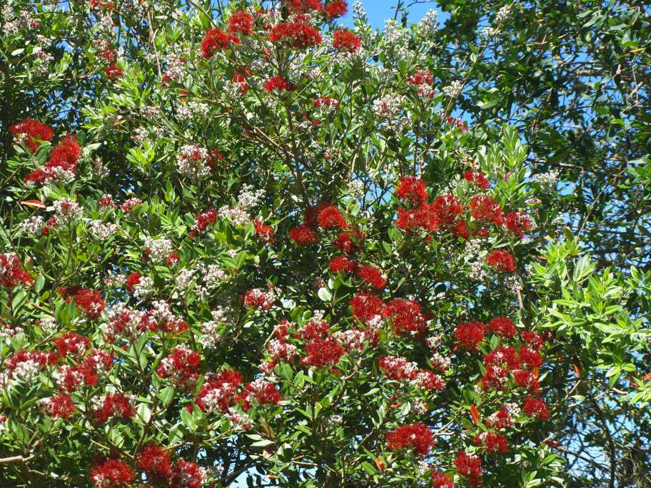 Nz Christmas Bush