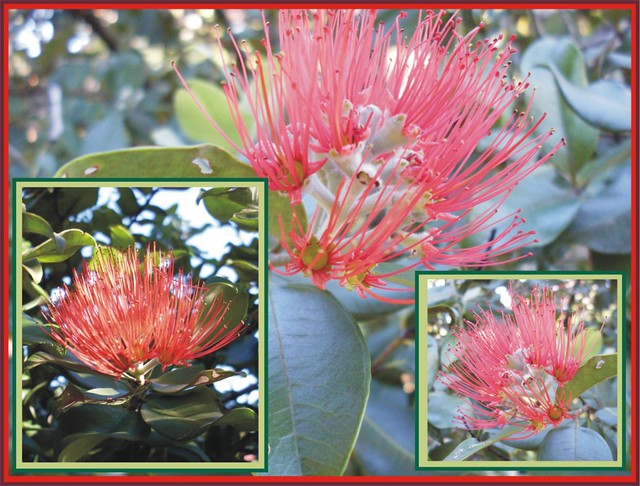 Nz Christmas Bush