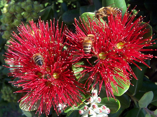 Nz Christmas Bush