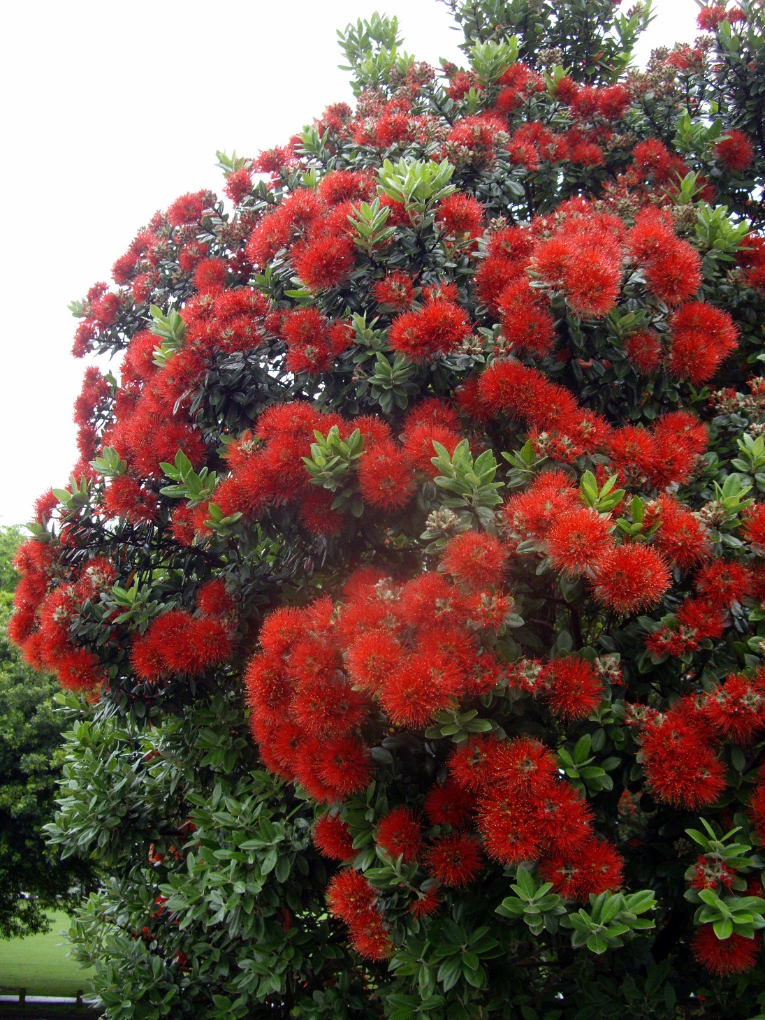 Nz Christmas Image