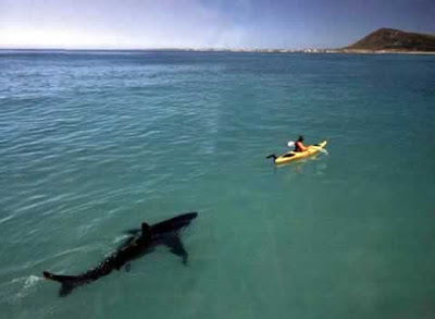 Nz Herald Shark Photo