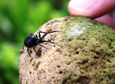 Nz Spiders Identification