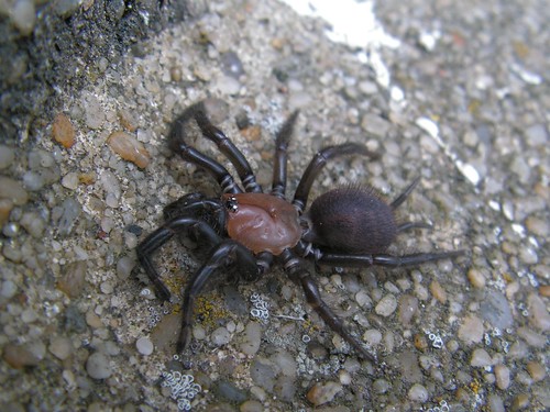 Nz Spiders Identification