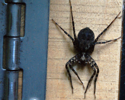 Nz Spiders Identification