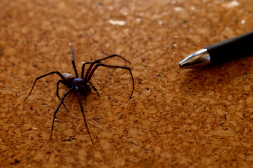 Nz Spiders Large