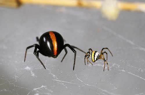 Nz Spiders Large