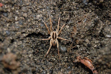 Nz Spiders Large