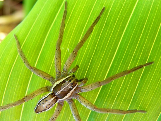 Nz Spiders Pictures