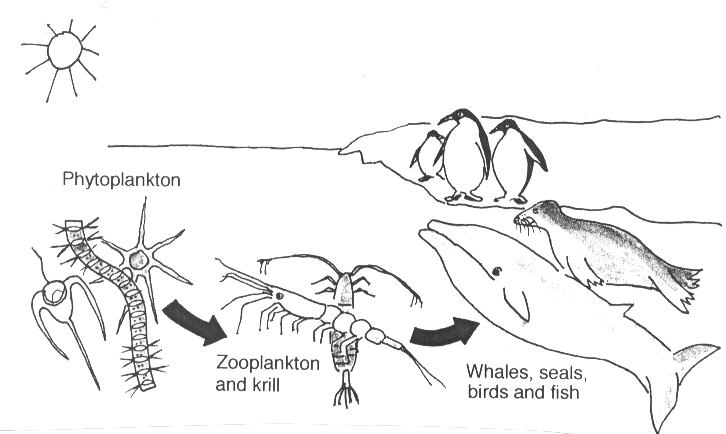 Ocean Food Chain Diagram For Kids