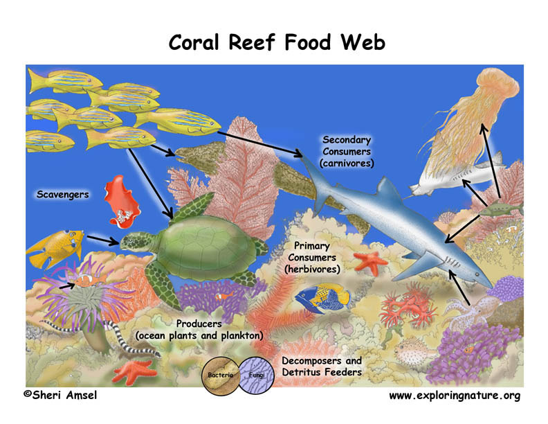 Ocean Food Chain Diagram For Kids