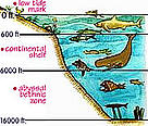 Ocean Food Chain Diagram For Kids