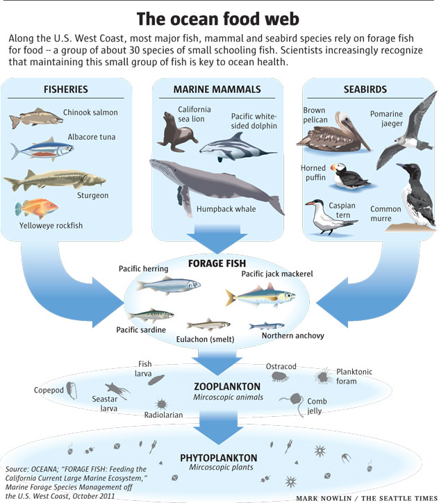 Ocean Food Chain Diagram For Kids