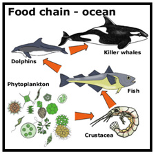 Ocean Food Web Diagram For Kids