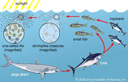 Ocean Food Web Diagram For Kids