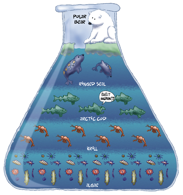 Ocean Food Web Diagram For Kids