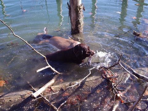 Old Deer Hunting Pictures