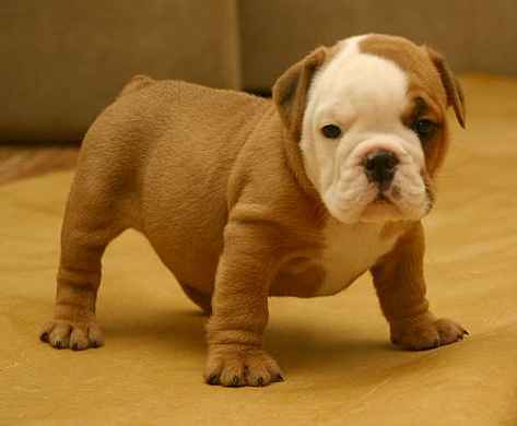 Old English Bulldog Puppies For Sale