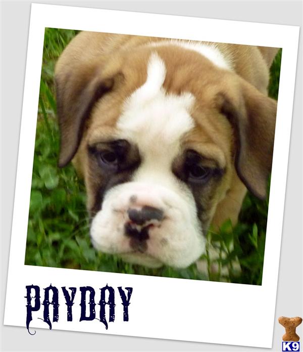 Old English Bulldog Puppies For Sale