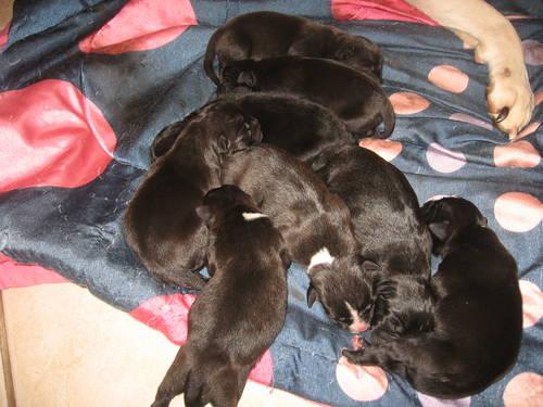 Old English Bulldog Puppies For Sale In Georgia