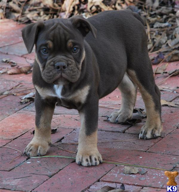 Old English Bulldog Puppies For Sale In Illinois