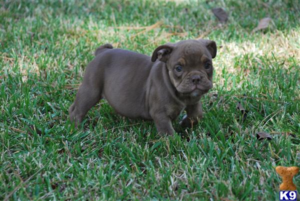 Old English Bulldog Puppies For Sale In Indiana