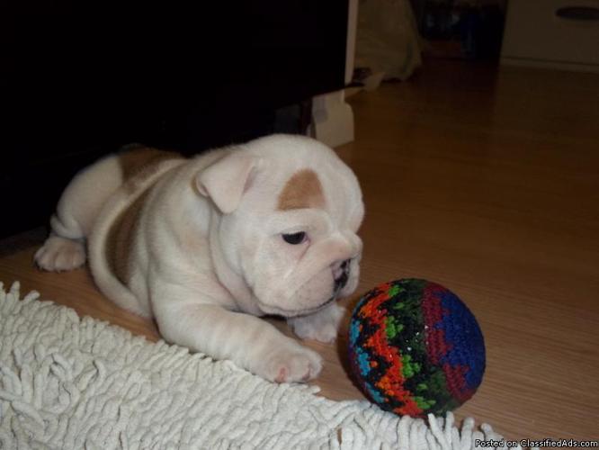 Old English Bulldog Puppies For Sale In Indiana