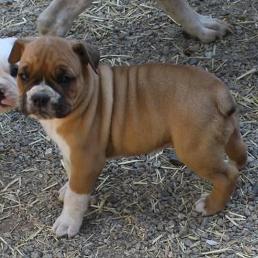 Old English Bulldog Puppies For Sale In Indiana