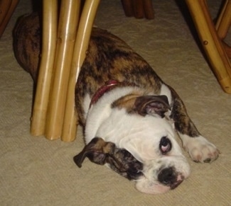 Old English Bulldog Puppies For Sale In Ma