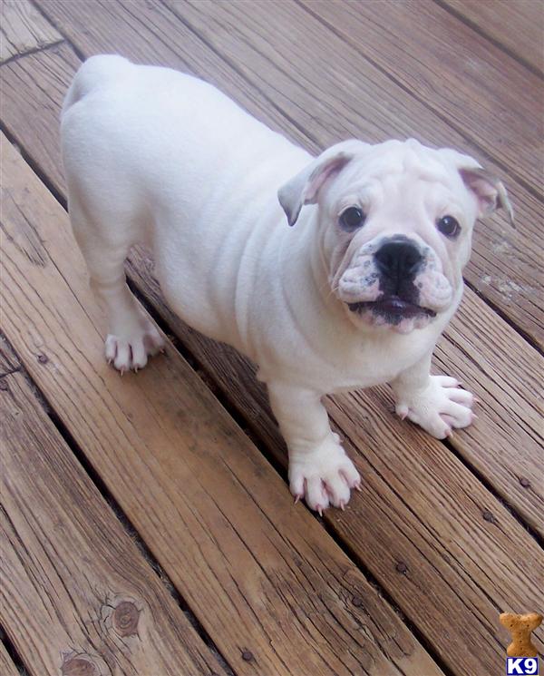 Old English Bulldog Puppies For Sale In Ma