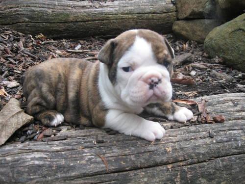 Old English Bulldog Puppies For Sale In Pa