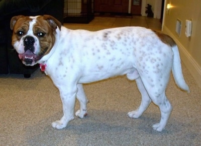 Old English Bulldog Puppies For Sale In Pa