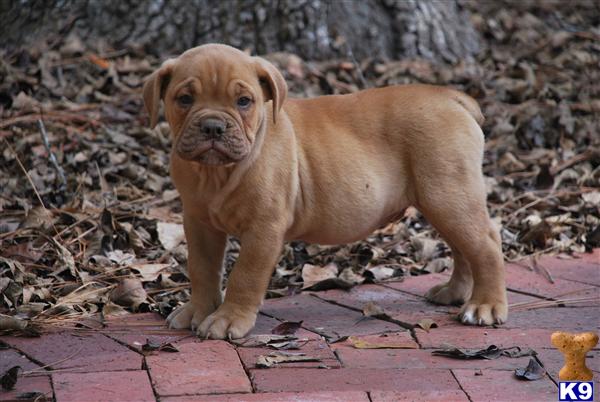 Old English Bulldog Puppies For Sale In Texas