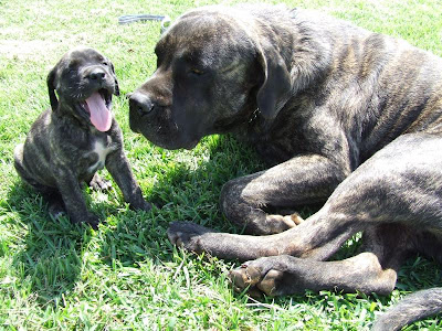 Old English Mastiff Brindle