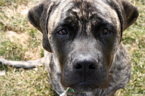 Old English Mastiff Brindle