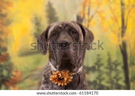 Old English Mastiff Brindle