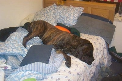 Old English Mastiff Brindle