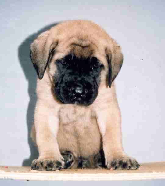 Old English Mastiff Dog