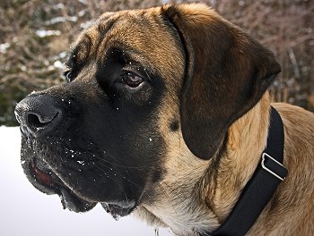 Old English Mastiff Dog