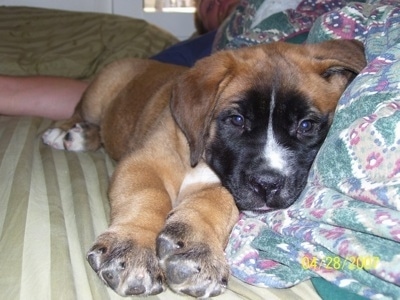 Old English Mastiff Dog