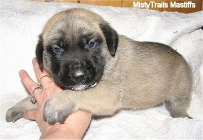 Old English Mastiff Dog