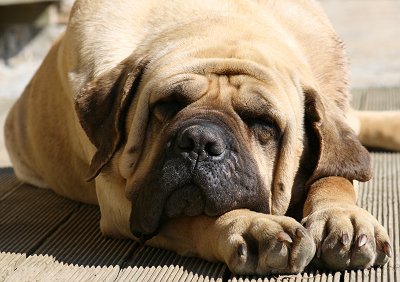 Old English Mastiff Dog