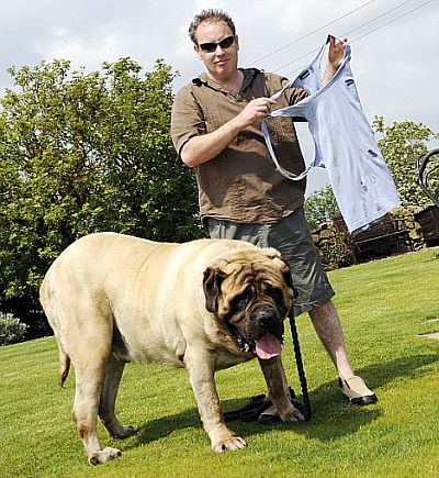 Old English Mastiff Dog