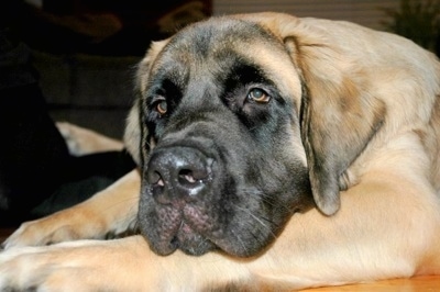 Old English Mastiff Dogs 101