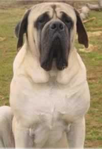 Old English Mastiff Dogs 101