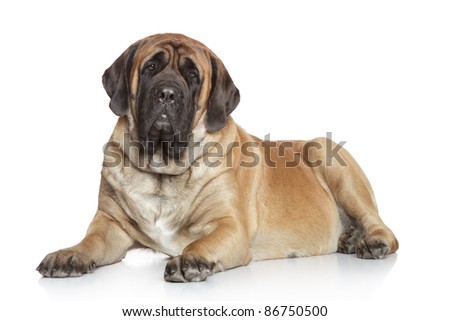 Old English Mastiff Dogs 101