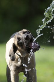 Old English Mastiff Dogs 101