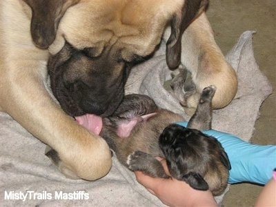 Old English Mastiff Puppies